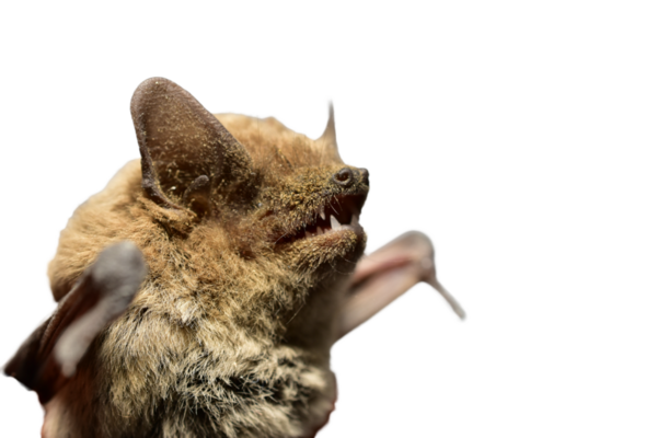 Korkak hayvan yarasası. Yakın plan..