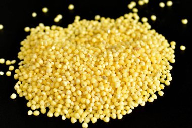 Sarı darı homurdanıyor koyu bir arka planda.