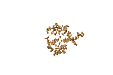 Bahçe toprağına ekilen kereviz tohumları PNG arka planında yatar..