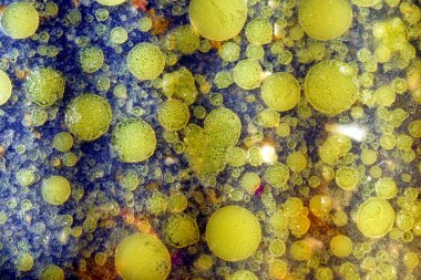 Kalıplaşmış desen, sıvının koyu yüzeyindeki sarı halkalar şeklinde katılaşmış yağ tarafından oluşturulur..