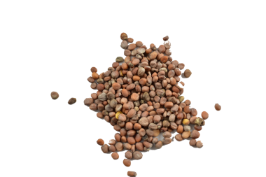 Bahçe bitkisinin tohumları PNG arka planında yatıyor.