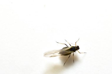 Beyaz arkaplanda kanatları olan dişi yaprak biti böceği.