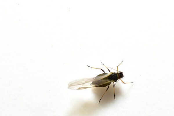 Самка тли насекомое с крыльями на белом фоне.