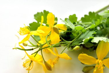 Beyaz arka planda sarı çiçekli şifalı bitki..