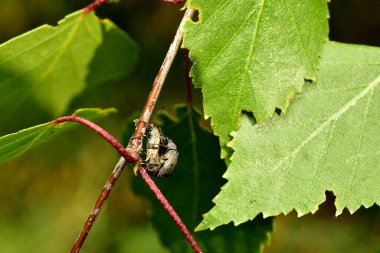 İki buğday biti bir ağaç dalında çiftleşir..
