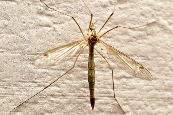 Duvarda uzun bacaklı bir sivrisinek oturuyor..