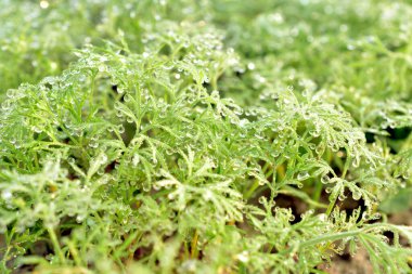 Bahçede büyüyen yeşil dereotundan bir yatak.