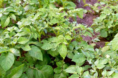 Sebze bahçesinde yetişen patateslerin yakın çekimi..