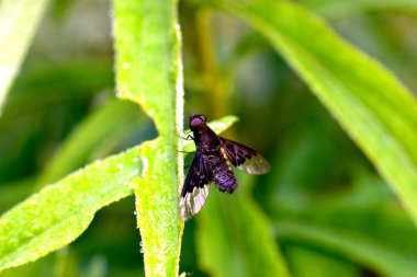 Darkwingler bitkinin gövdesinde oturan vızıldayan aileden gelen bir böcek cinsidir..