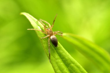 Cheiracanthium inclusum, also known as the black-legged yellow sac spider, sits on a plant leaf.