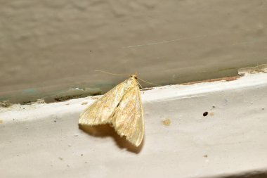 Udea rubigali, kereviz yaprağı silindiri ya da sera yaprağı silindiri, yukarıdan bakıldığında tahta bir çerçeveye oturur..