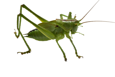 PNG arka planında büyük yeşil çekirge.