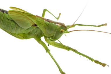 PNG arka planında büyük yeşil çekirge.