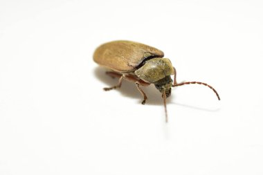 Klik böcekleri, beyaz arka plandaki böceklerin sırasından gelen bir böcek ailesidir..