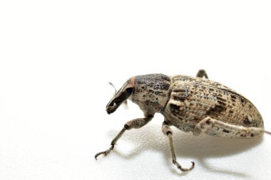 Yaygın kuş buğday biti, beyaz arka planda böcek ilacı..