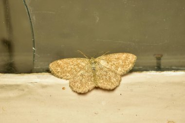 Scopula, Scopula alt familyasından bir güve cinsi, kirli bir pencere çerçevesinde oturur..