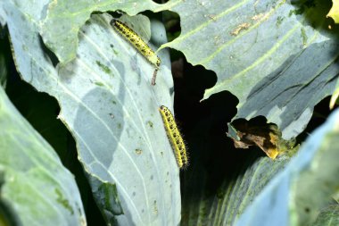 Lahana beyazı lahananın beyaz bir kelebeğidir. Tırtıl..