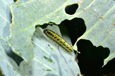 Lahana beyazı lahananın beyaz bir kelebeğidir. Tırtıl..