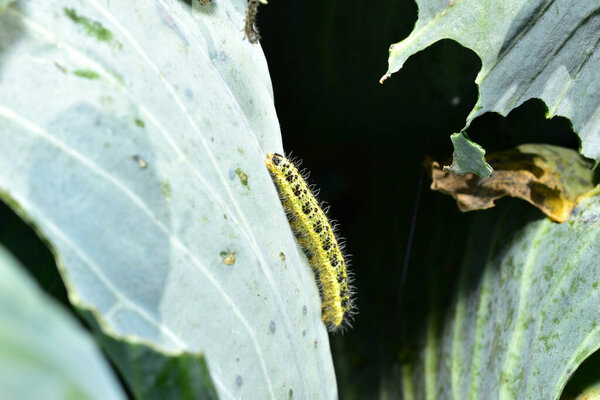 The cabbage white is a diurnal butterfly of the cabbage white family. Its caterpillar.