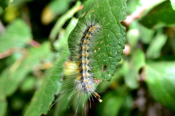 The cabbage white is a diurnal butterfly of the cabbage white family. Its caterpillar.