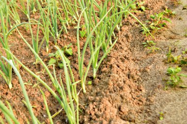 Bahçede soğanlı bir yatak..