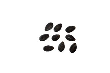 Bahçeye ekmek için kuru karpuz tohumları..