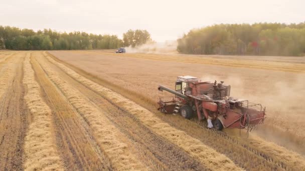 カザフスタン アスタナ 2022 コムギ畑で収穫したコムギ穀物を空中から収穫するコムギ オート麦 大麦を畑 農地で収穫する農業機械の収穫 — ストック動画