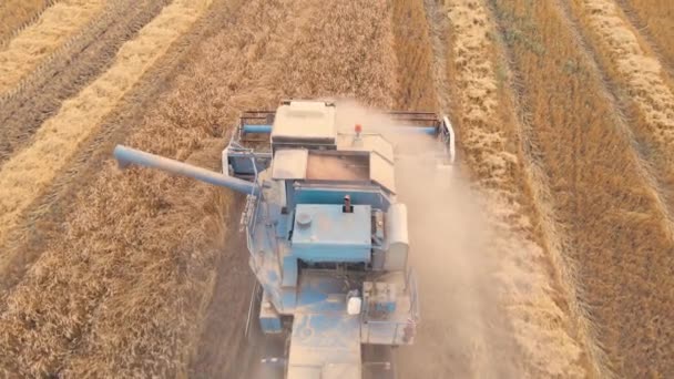 Kasachstan Astana 2022 Mähdrescher Schneiden Auf Weizenfeldern Getreideernte Aus Der — Stockvideo