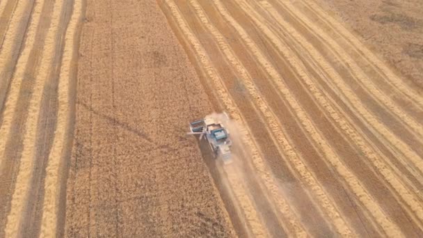 Kazakhstan Astana 2022 Combine Harvester Cutting Wheat Field Harvest Wheat — 비디오
