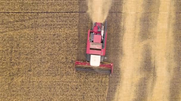 オート麦 フィールド内の大麦 牧場や農地を収穫する空中ビュー コムギ畑で収穫小麦の穀物や作物を収穫します — ストック動画