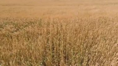 Hava. Rüzgarlı havada çayır tarlası. Rüzgâr ve rüzgar tarladaki buğday ve tahıl bitkilerinin kulaklarını sallar. Rüzgarda çimen sapları sallar. Tarım arazisi ve tarım arazisi. Rüzgar buğdayından parlıyor.