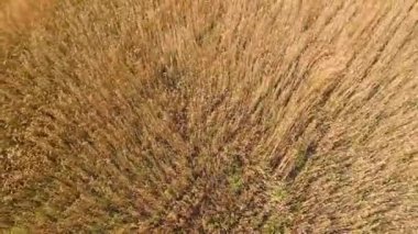 Hava. Rüzgarlı havada çayır tarlası. Rüzgâr ve rüzgar tarladaki buğday ve tahıl bitkilerinin kulaklarını sallar. Rüzgarda çimen sapları sallar. Tarım arazisi ve tarım arazisi. Rüzgar buğdayından parlıyor.