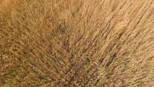 Vzduch Louka Louce Větrného Počasí Vítr Vánek Otřásá Ušima Pšenice — Stock video