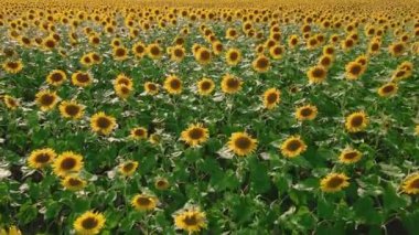 Ayçiçeği tarlaları ve çayırlar. Ayçiçeği ve sebze yağı reklamının videosu. Arkaplan ve ekran koruyucuları. Güneş ışınlarıyla çiçek açan büyük ayçiçeği tomurcukları. Ay çekirdeği