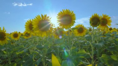 Ayçiçeği tarlaları ve çayırlar. Ayçiçeği ve sebze yağı reklamının videosu. Arkaplan ve ekran koruyucuları. Güneş ışınlarıyla çiçek açan büyük ayçiçeği tomurcukları. Ay çekirdeği