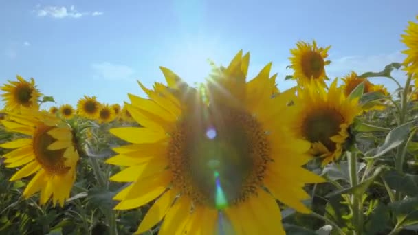 Sunflower Fields Meadows Video Advertisement Sunflower Vegetable Oil Backgrounds Screensavers — Stock Video