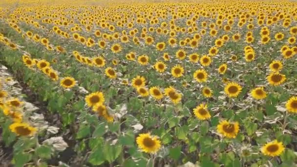 ひまわり畑や牧草地 ひまわりや植物油の広告のビデオ 背景と太陽の光で大きな開花ひまわりの芽を持つスクリーンセーバー ひまわりの種 — ストック動画