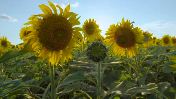 Zonnebloemvelden Weiden Een Video Van Een Advertentie Voor Zonnebloemolie Plantaardige — Stockvideo