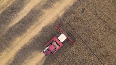  Buğday ve mahsul hasat edin. Tarlada buğday, yulaf, arpa, tarla, çiftlik ve tarım arazileri hasat ediliyor. Buğday tarlasında biçilen ekin hasadı.