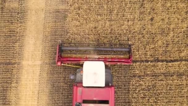 Harvest Wheat Grain Crop Combines Now Field Aerial View Harvesting — Stock Video