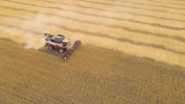 カザフスタン アスタナ 2022 小麦の穀物作物の空中ビューを収穫する フィールド 牧場や農地で小麦 オート麦 大麦を収穫します — ストック動画