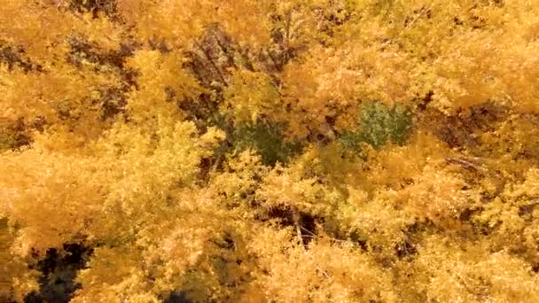 Осенняя Погода Золотые Листья Древесных Корон Осенний Лес Деревьев Поля — стоковое видео