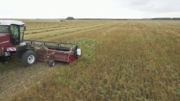Kazakhstan Astana 2022 Harvesting Flax Harvesting Flax Cotton Fields Ranches — Stockvideo