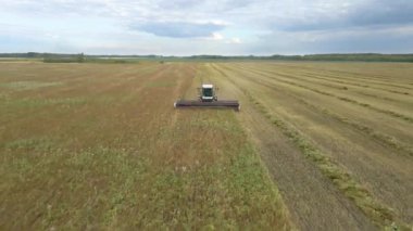 Kazakhstan,Astana-11.25.2022:Harvesting flax.Harvesting flax,cotton in fields,ranches and farmlands.Combines mow flax in the field.Agro-industrial complex. A combine harvester cuts cotton in the field