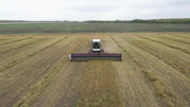 Kazakhstan Astana 2022 Harvesting Flax Harvesting Flax Cotton Fields Ranches — Video Stock