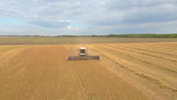 Kazakhstan Astana 2022 Harvesting Flax Harvesting Flax Cotton Fields Ranches — Stock Video