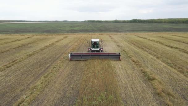 Kazakhstan Astana 2022 Harvesting Flax Harvesting Flax Cotton Fields Ranches — Stok Video
