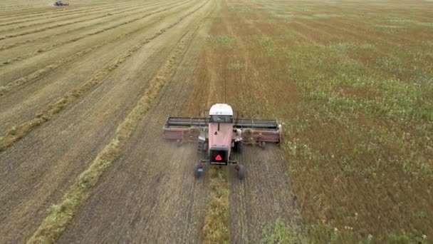 Kazakhstan Astana 2022 Harvesting Flax Harvesting Flax Cotton Fields Ranches — Stok Video