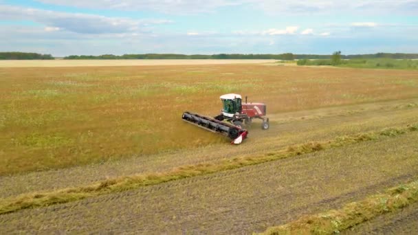 Kazakhstan Astana 2022 Harvesting Flax Harvesting Flax Cotton Fields Ranches — Vídeo de Stock