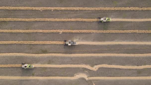 在田里收割小麦 大麦的空中景观在田里 牧场和农场里收割小麦 燕麦和大麦的景象在麦田里收割庄稼的组合农业产业机器收割 — 图库视频影像